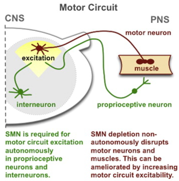 sma-novel1