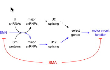 stasimon-2
